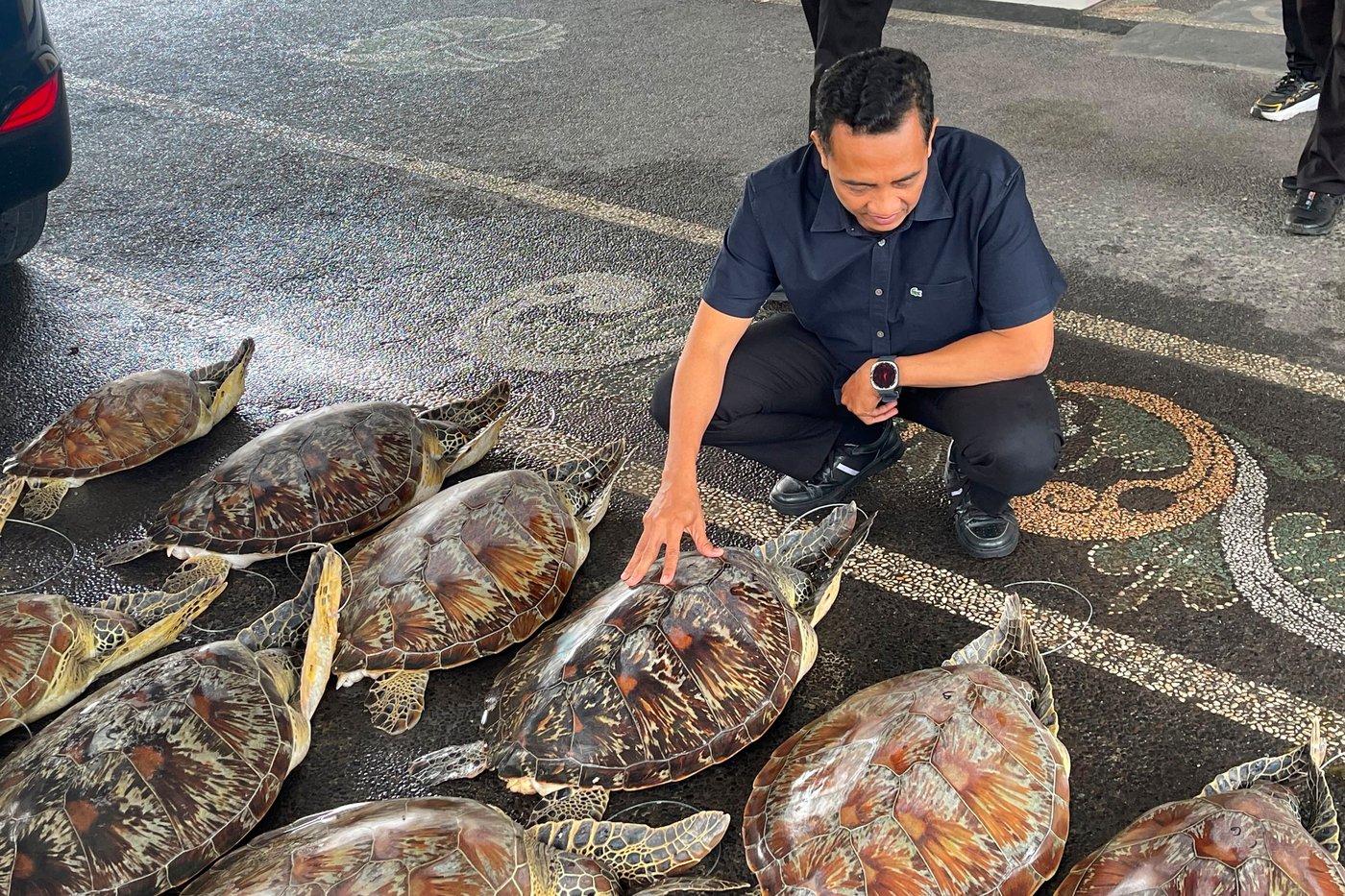 Police in Bali foil an attempt to trade protected 21 live green sea turtles and arrest a suspect | iNFOnews.ca Police in Bali foil an attempt to trade protected 21 live green sea turtles and arrest a suspect | iNFOnews.ca