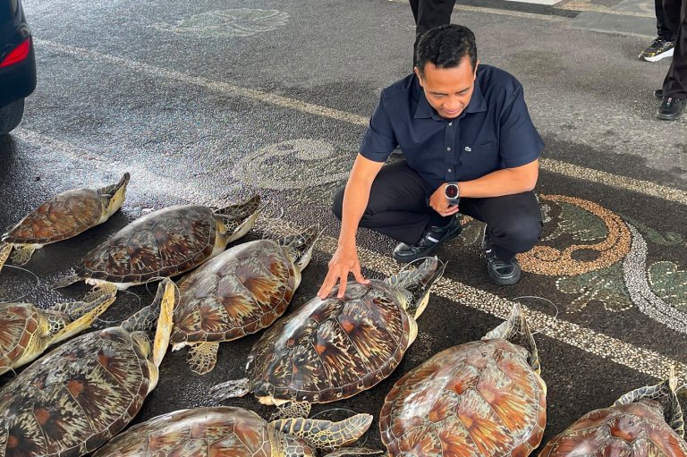 Police in Bali foil an attempt to trade protected 21 live green sea turtles and arrest a suspect | iNFOnews.ca