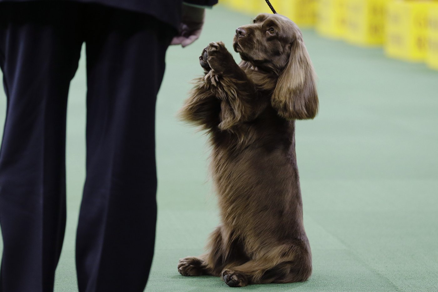 Dog Show 101: What's what at the Westminster Kennel Club | iNFOnews.ca