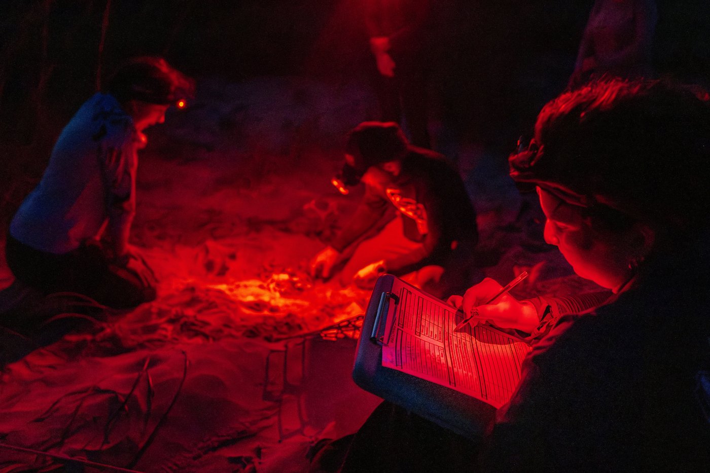 Peek inside Georgia’s record-setting sea turtle nesting season | iNFOnews.ca