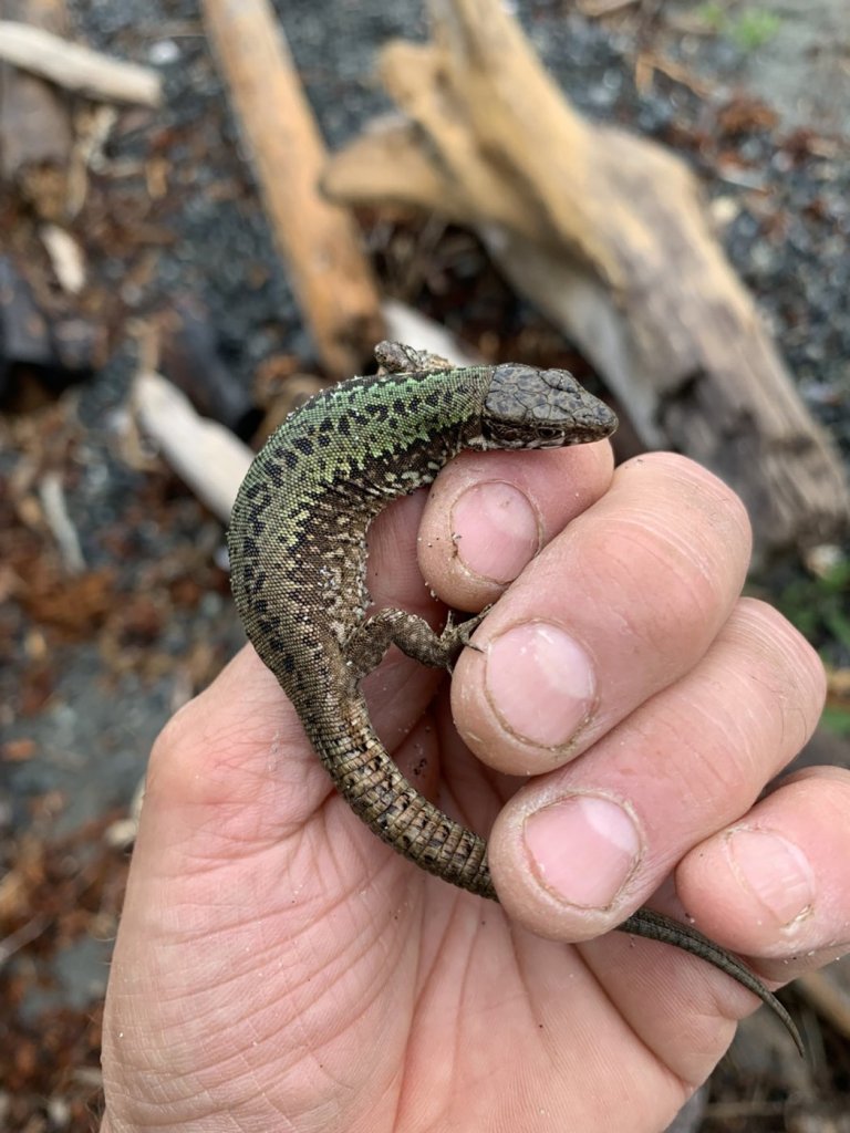 Slugs gone, bugs gone, strawberries thriving as invasive lizards boom in B.C. | iNFOnews.ca