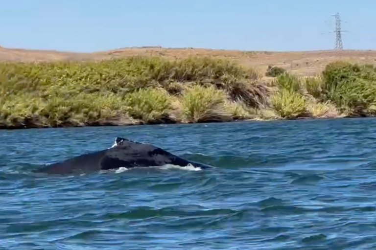 A humpback whale was spotted in a California river, 60 miles from its Pacific Ocean home | iNFOnews.ca