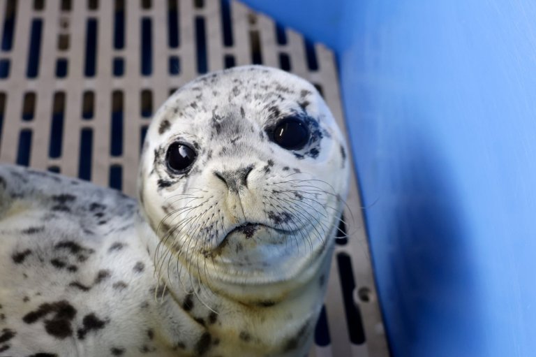 Abandoned newborn seal pup rescued on shoreline of Metro Vancouver island | iNFOnews.ca