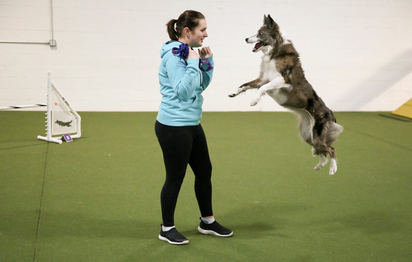 Wowed by the agility dogs at the Westminster show? A winning handler explains how it's done | iNFOnews.ca