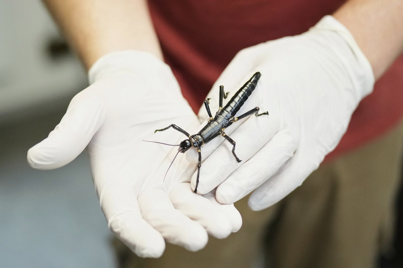 Prague Zoo joins the effort to ensure the survival of a rare insect once considered extinct | iNFOnews.ca