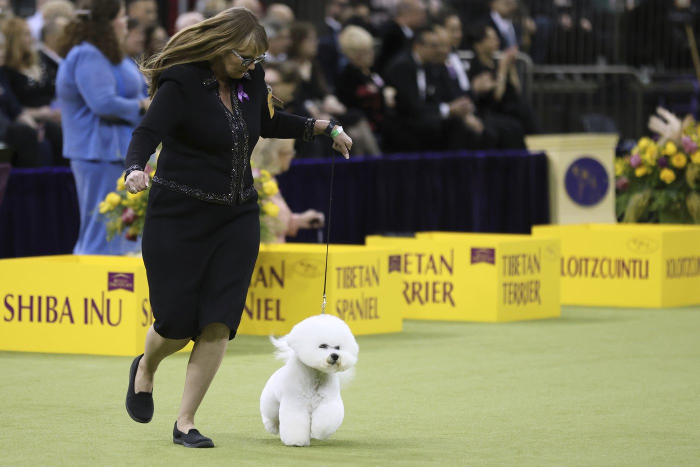 What the Westminster show dogs' names mean | iNFOnews.ca