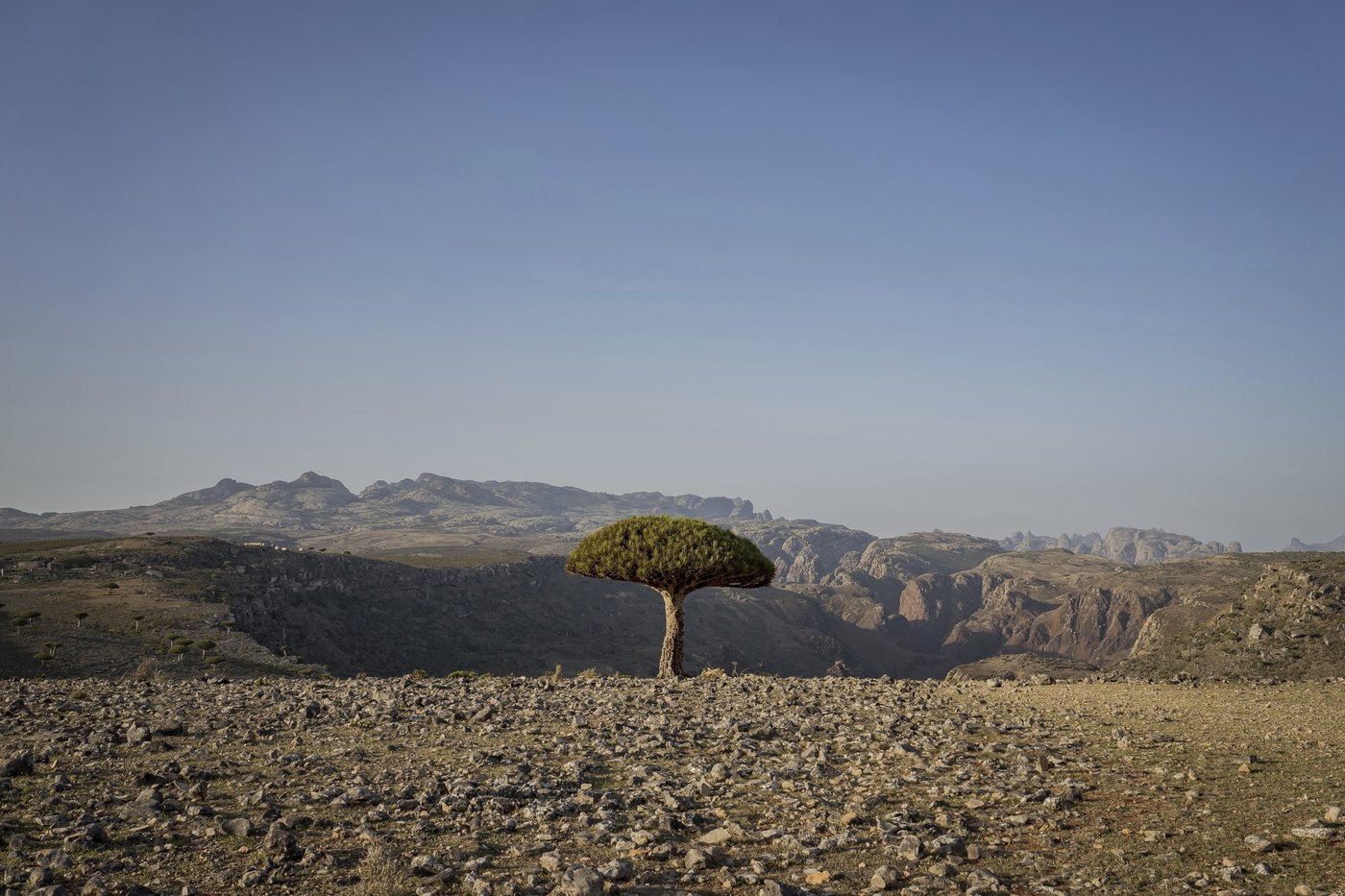 These surreal trees survived for centuries. Scientists worry for their future | iNFOnews.ca These surreal trees survived for centuries. Scientists worry for their future | iNFOnews.ca