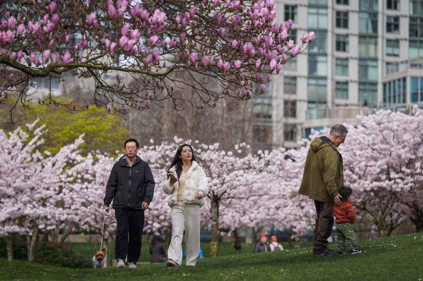 Photo Gallery: Vancouver's famous cherry blossoms out in full bloom | iNFOnews.ca