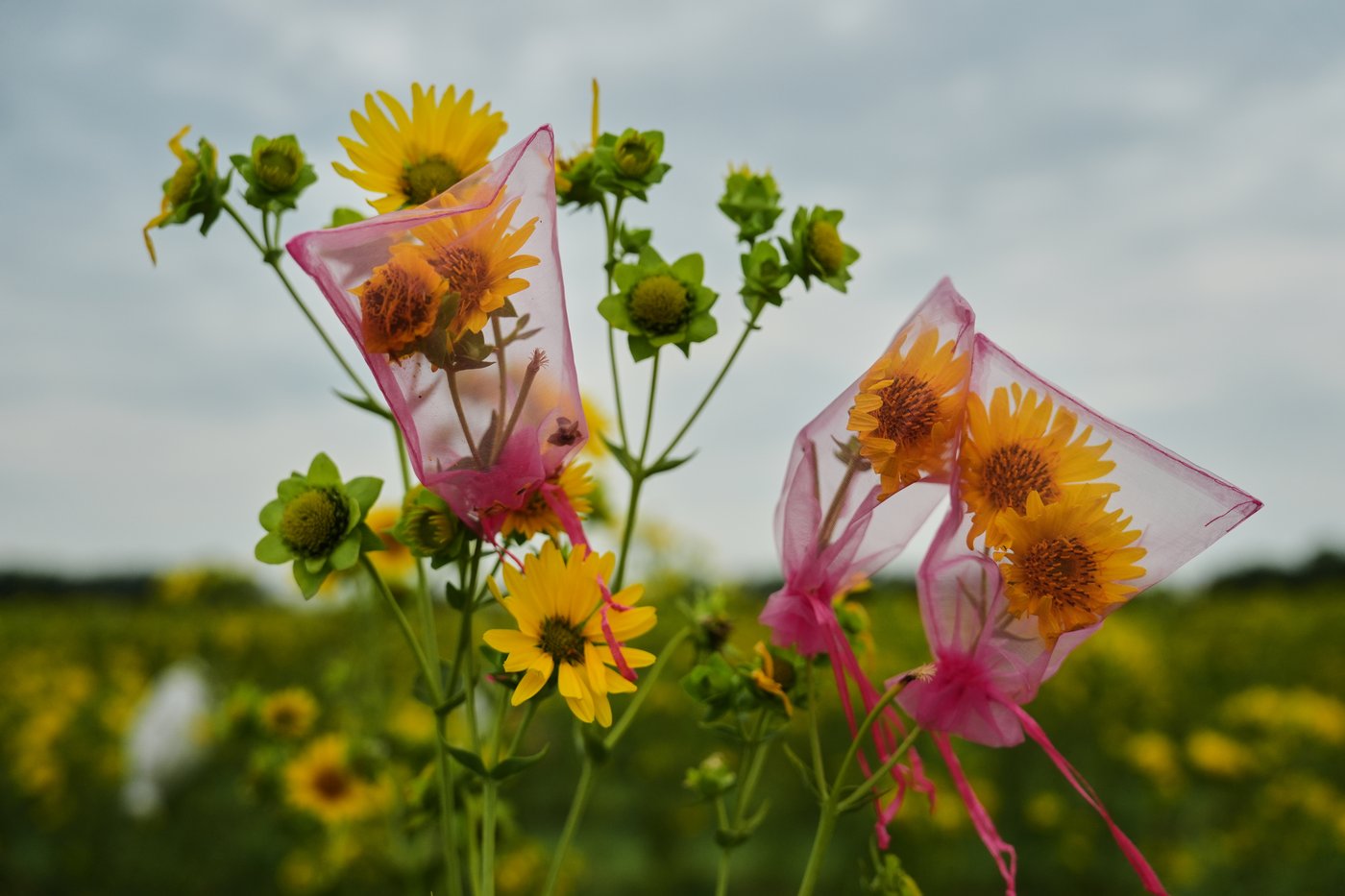 Farmers turn to perennial grains as one solution to extreme weather | iNFOnews.ca
