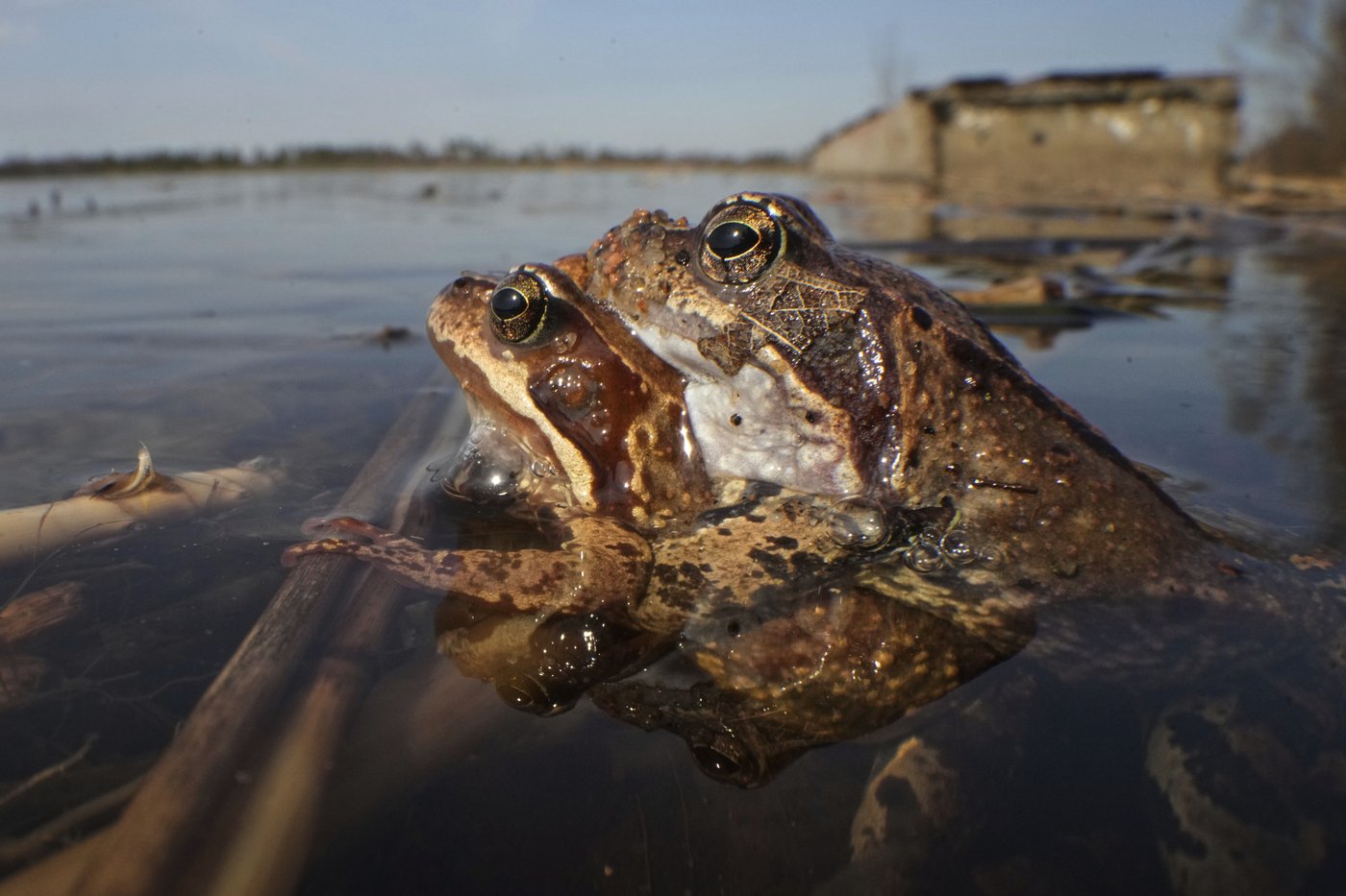 PHOTO COLLECTION: Animals Around the World | iNFOnews.ca PHOTO COLLECTION: Animals Around the World | iNFOnews.ca