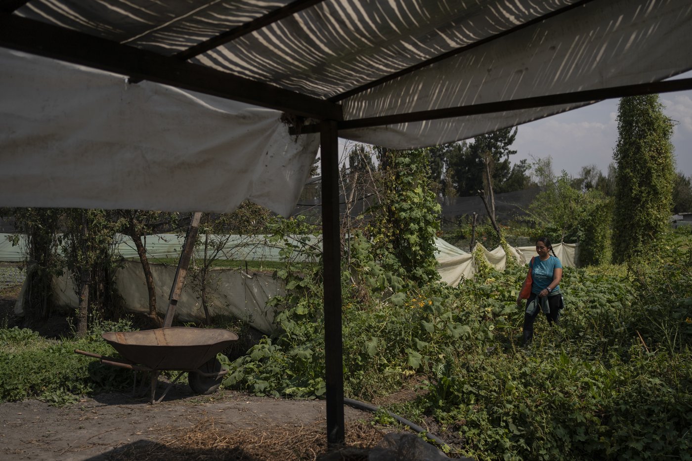 Mexico City’s floating gardens have fed people for hundreds of years. Now they’re threatened | iNFOnews.ca