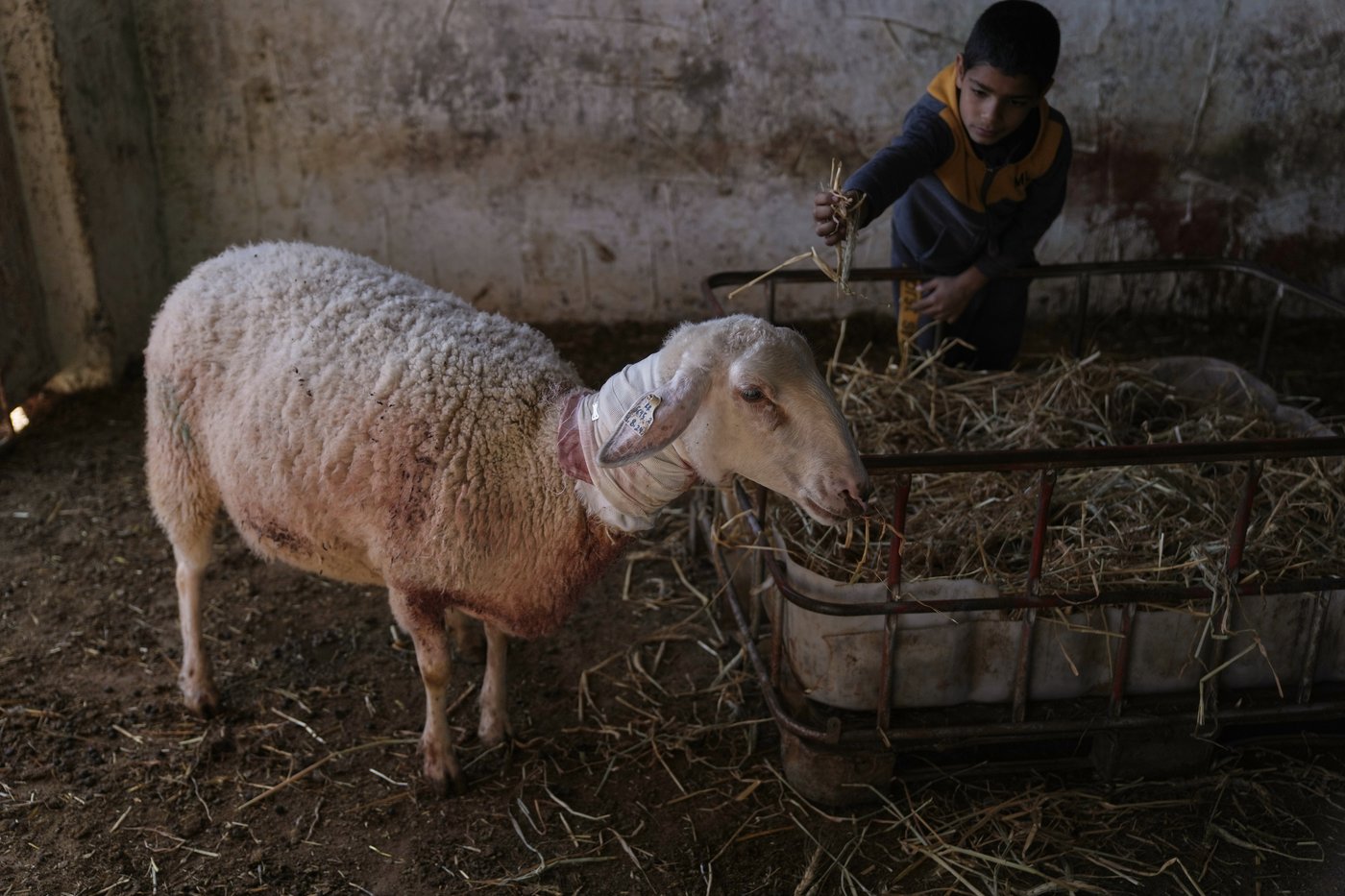 Israeli settlers forcibly enter Palestinian home and kill sheep in latest West Bank attack | iNFOnews.ca