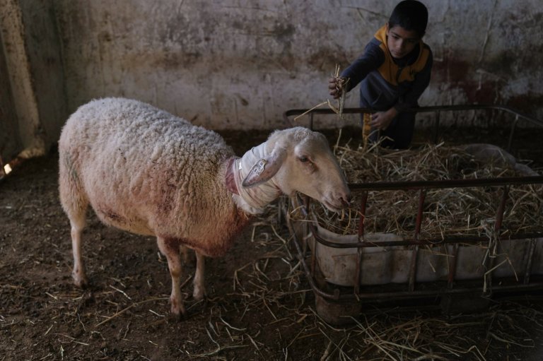 Israeli settlers forcibly enter Palestinian home and kill sheep in latest West Bank attack | iNFOnews.ca