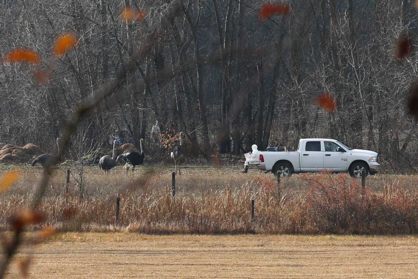 CFIA official tells of threats and harassment that dogged ostrich cull operation | iNFOnews.ca