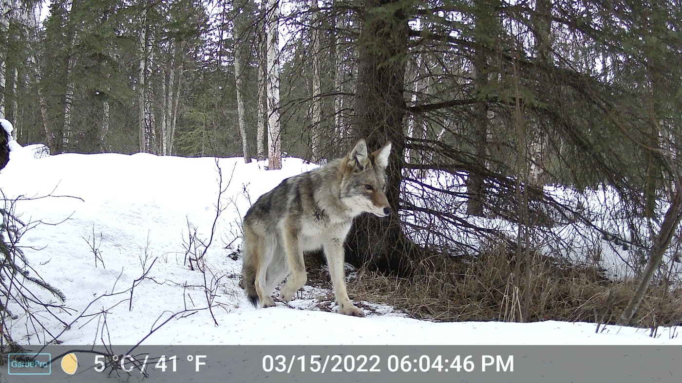 It's not just Fat Bear Week in Alaska. Trail cameras are also capturing wolves, moose and more | iNFOnews.ca It's not just Fat Bear Week in Alaska. Trail cameras are also capturing wolves, moose and more | iNFOnews.ca