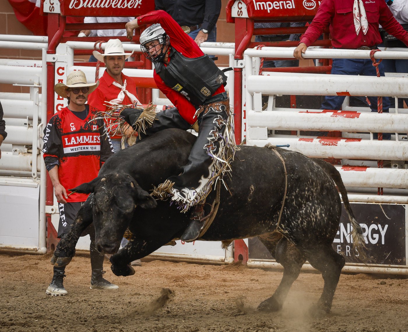 Saskatchewan's Grady Young on a bull-riding roll into Calgary Stampede rodeo | iNFOnews.ca