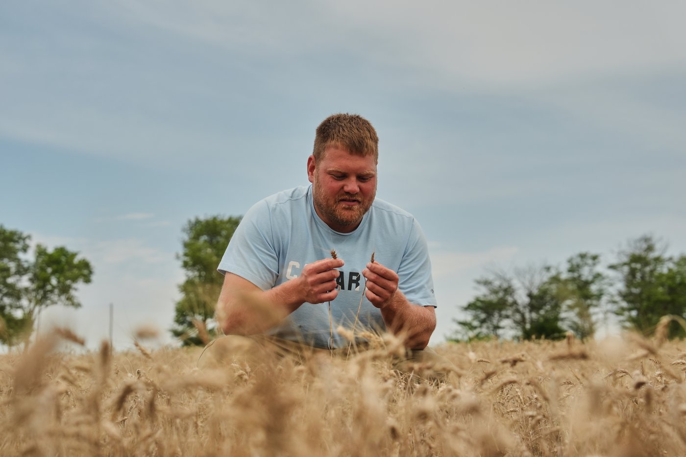 Farmers turn to perennial grains as one solution to extreme weather | iNFOnews.ca