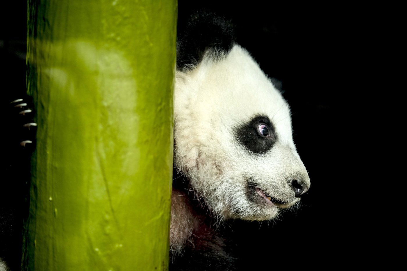 PHOTO COLLECTION: Germany Panda Cubs Outdoors | iNFOnews.ca PHOTO COLLECTION: Germany Panda Cubs Outdoors | iNFOnews.ca