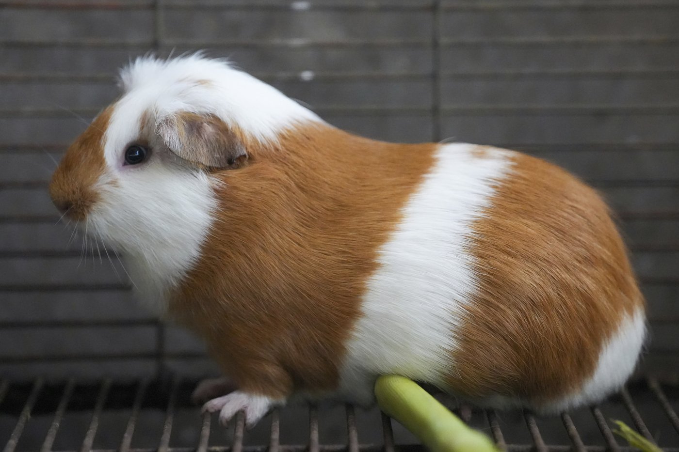 Peru celebrates 2 decades of a fast-growing breed of guinea pigs eaten as a delicacy | iNFOnews.ca