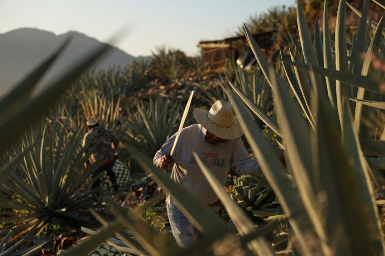 Mezcal's popularity is booming in the US. That comes with a growing environmental cost in Mexico | iNFOnews.ca