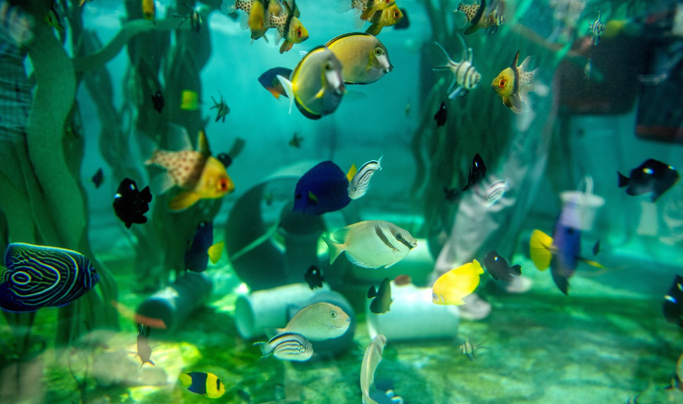 How the Aquarium of the Pacific scrambled to save hundreds of sea creatures after 2 smuggling busts | iNFOnews.ca How the Aquarium of the Pacific scrambled to save hundreds of sea creatures after 2 smuggling busts | iNFOnews.ca
