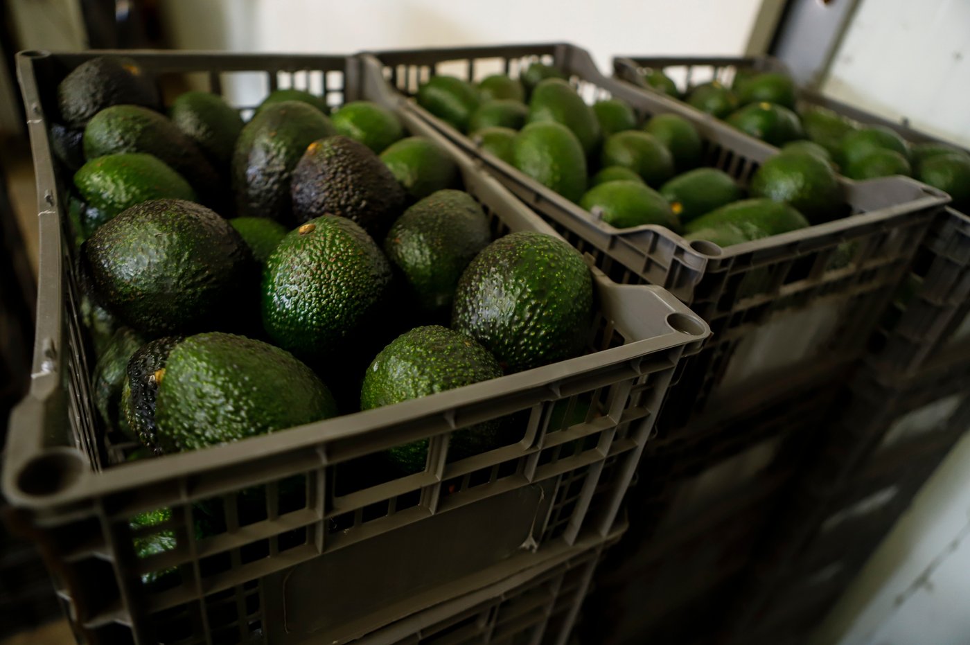 US suspends avocado inspections in Mexican state on Michoacan due to threat | iNFOnews.ca