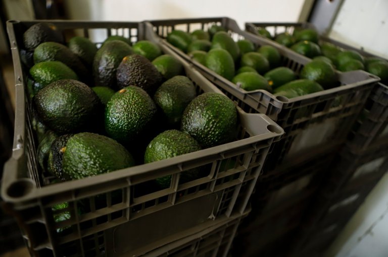 US suspends avocado inspections in Mexican state on Michoacan due to threat | iNFOnews.ca