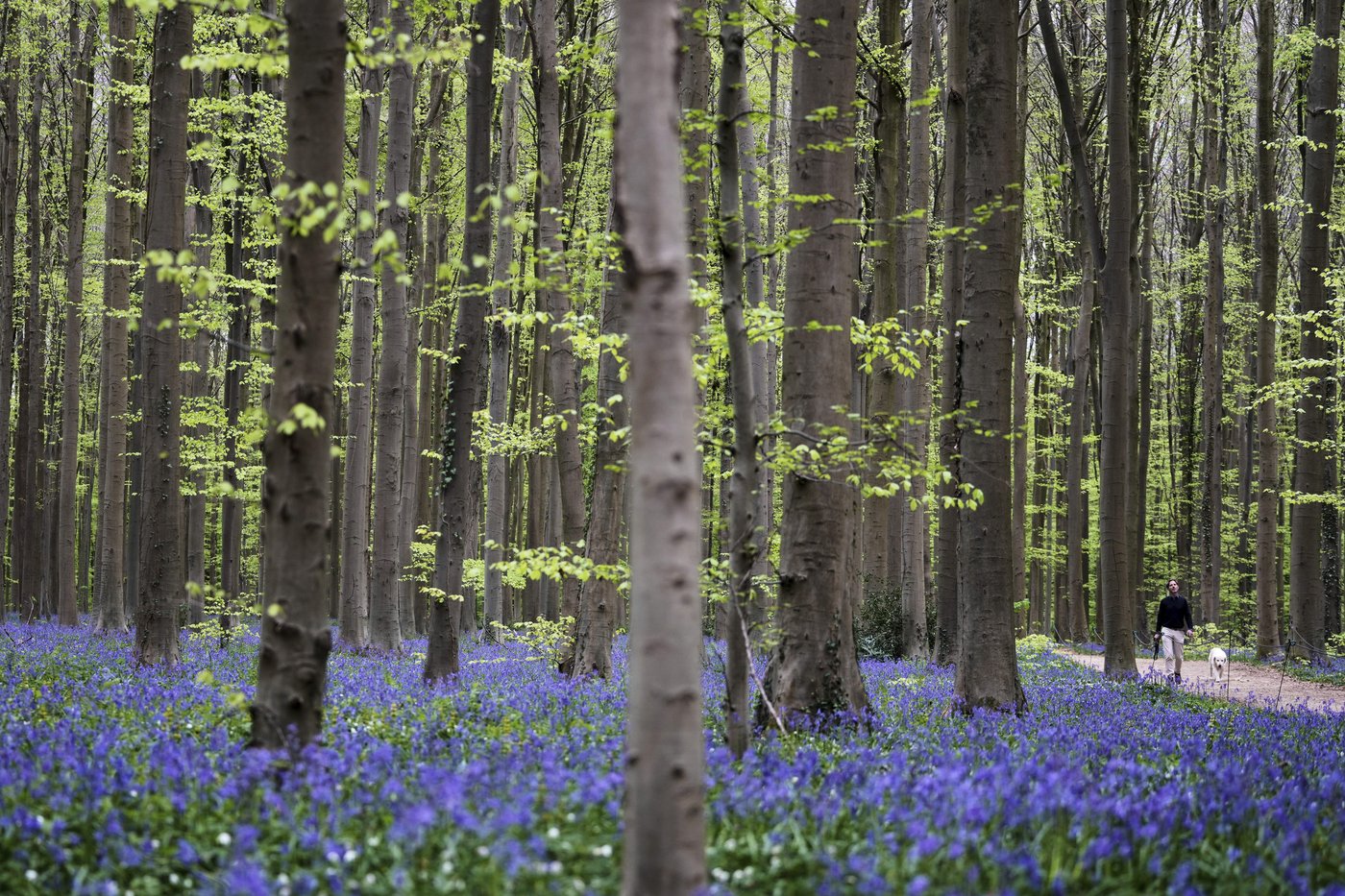 Bluebells and other spring flowers can be nature's antidote to stressful times | iNFOnews.ca Bluebells and other spring flowers can be nature's antidote to stressful times | iNFOnews.ca