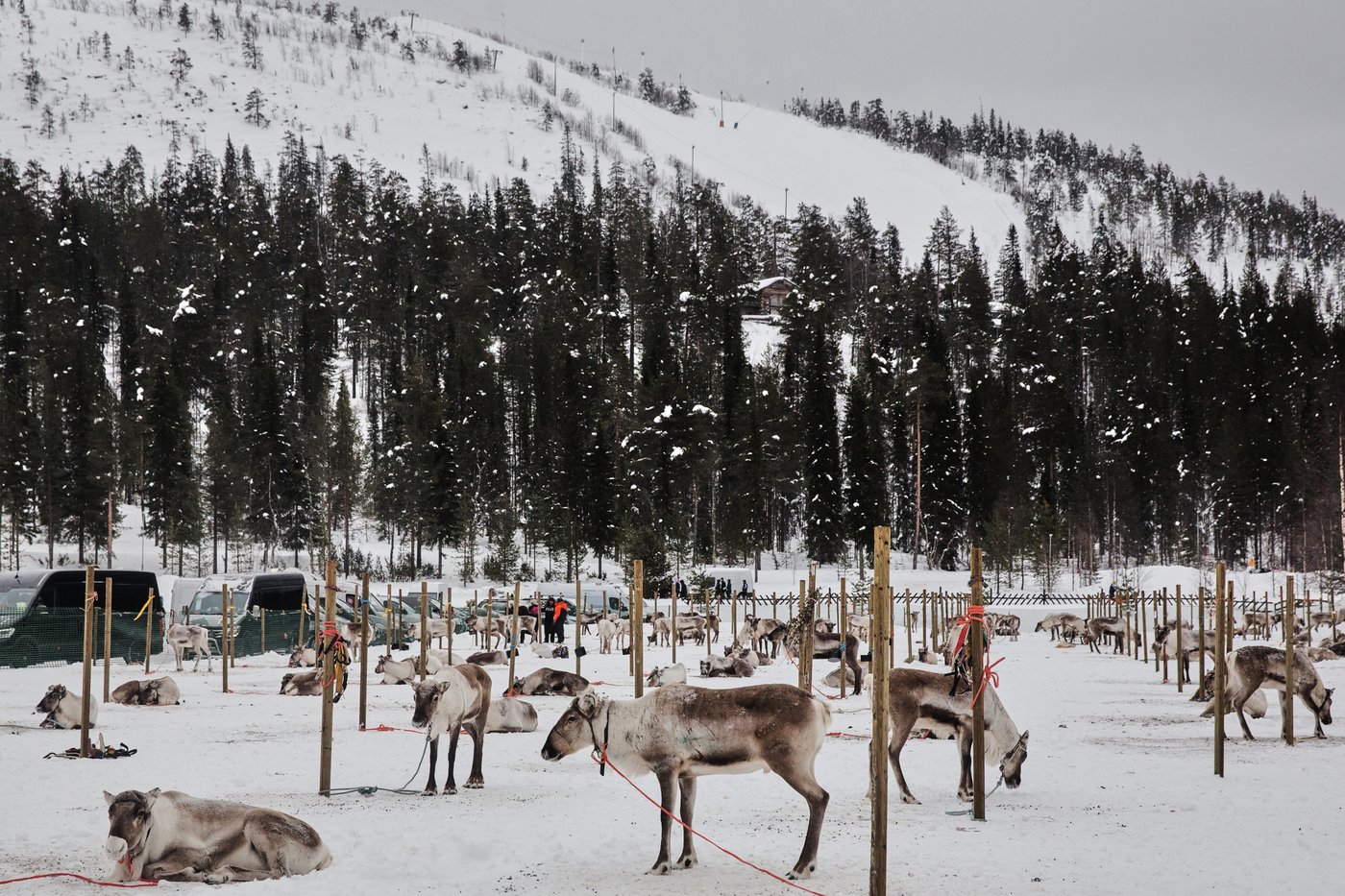 Photos show Salla Porocup reindeer sprint racing event in Finland | iNFOnews.ca