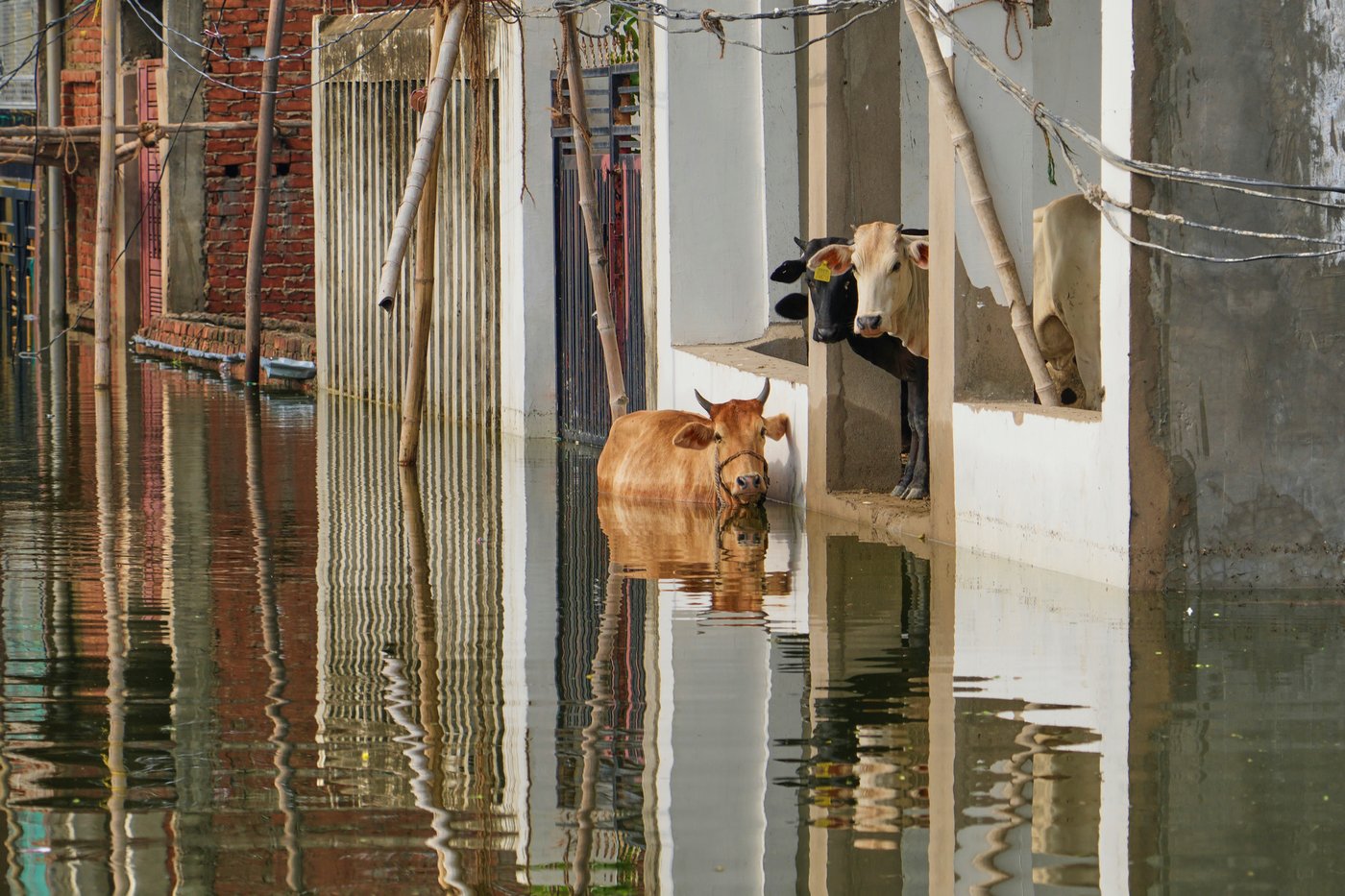 Flash floods kill at least 4 and trap others under debris in northern India | iNFOnews.ca