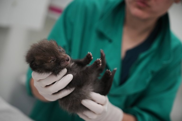 No cuddles, but lots of care: How a Paris-area wildlife hospital keeps rescued animals wild | iNFOnews.ca