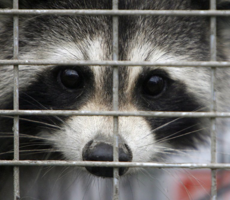 Rabies vaccination program for skunks, raccoons in effort to stop spread to Montreal | iNFOnews.ca