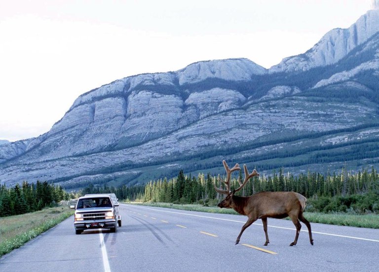 Man killed in B.C.'s Kootenay region after motorcycle strikes elk on highway | iNFOnews.ca