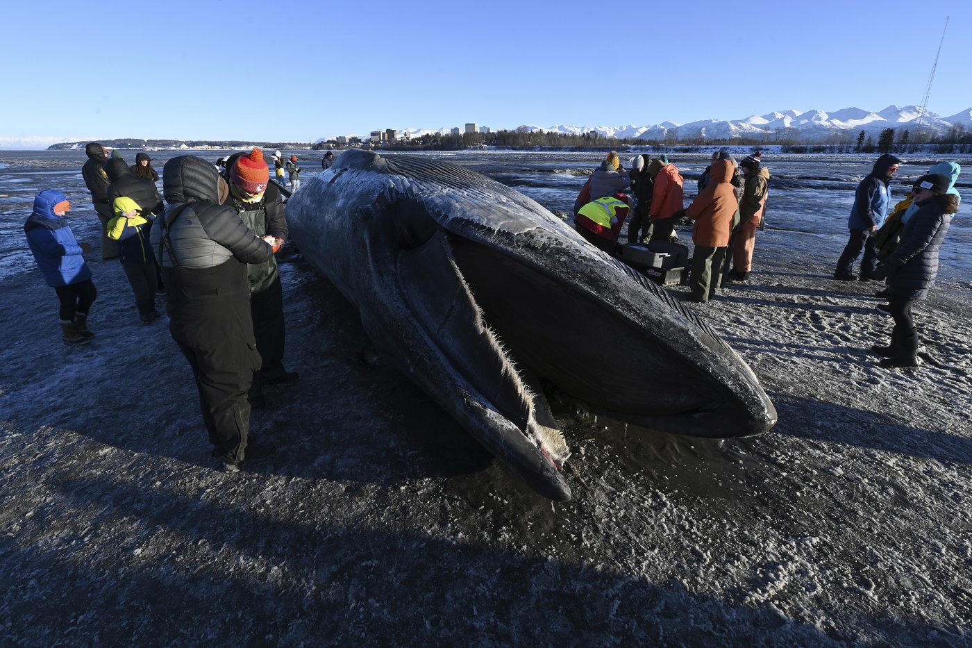 Carcass of endangered fin whale washes up near Alaska's largest city | iNFOnews.ca