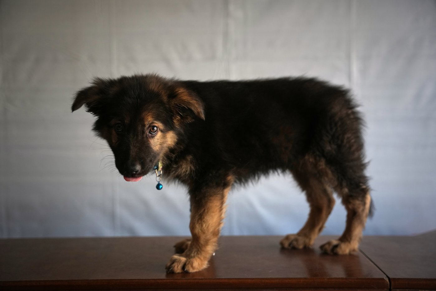 Photos of a rare veterinary clinic still open in war-battered Gaza | iNFOnews.ca