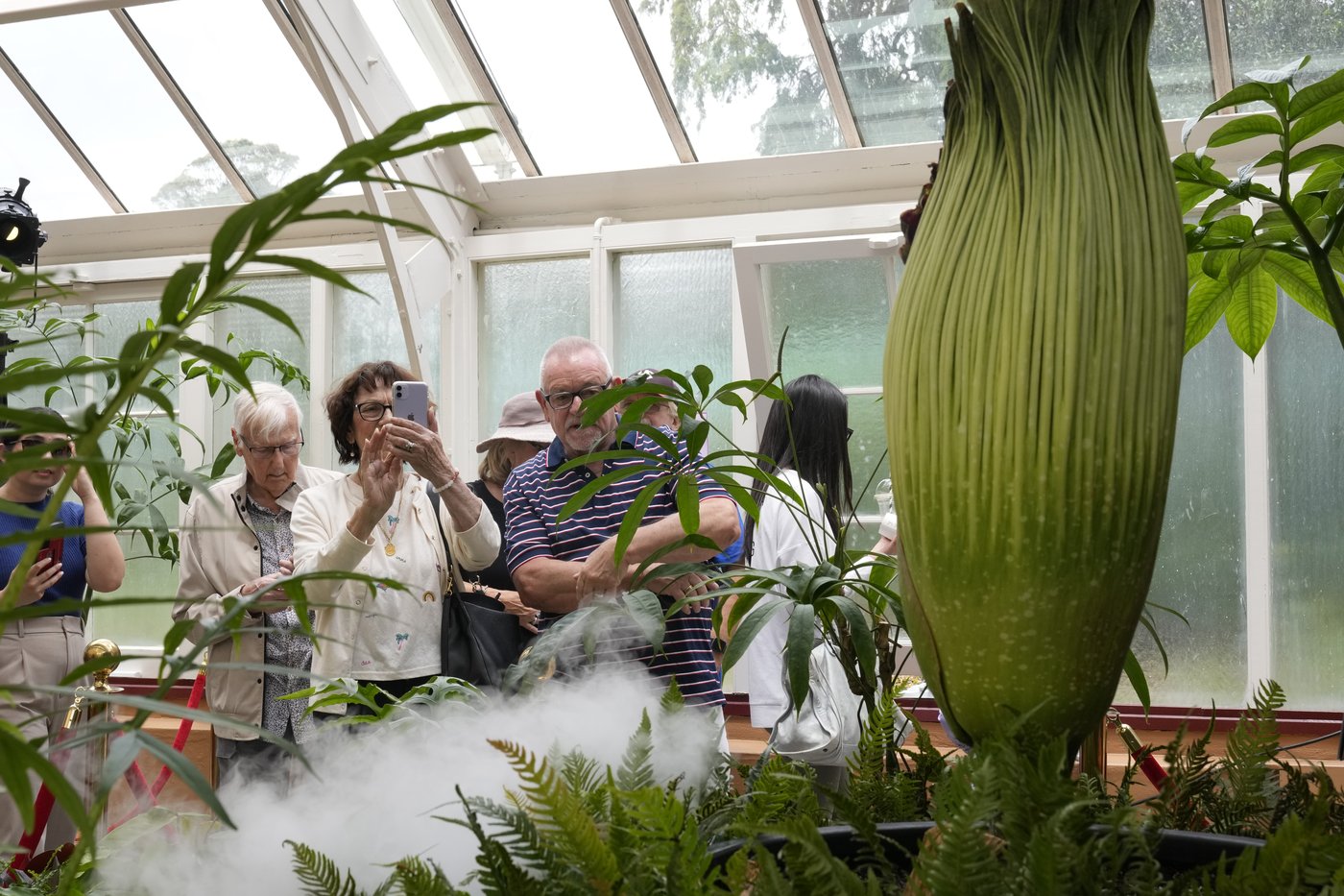 A rare plant emits a stink of death when it blooms. Thousands in Australia queued to get close to it | iNFOnews.ca