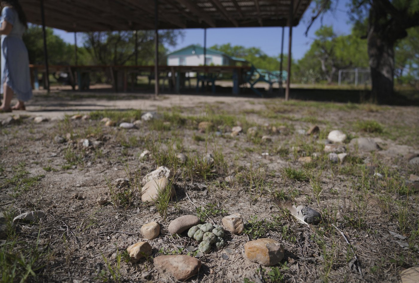 Why this Mexican American woman played a vital role in the US sacramental peyote trade | iNFOnews.ca Why this Mexican American woman played a vital role in the US sacramental peyote trade | iNFOnews.ca