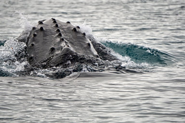 Scientists made a breakthrough in the study of whale sounds. Here's a look at the numbers | iNFOnews.ca