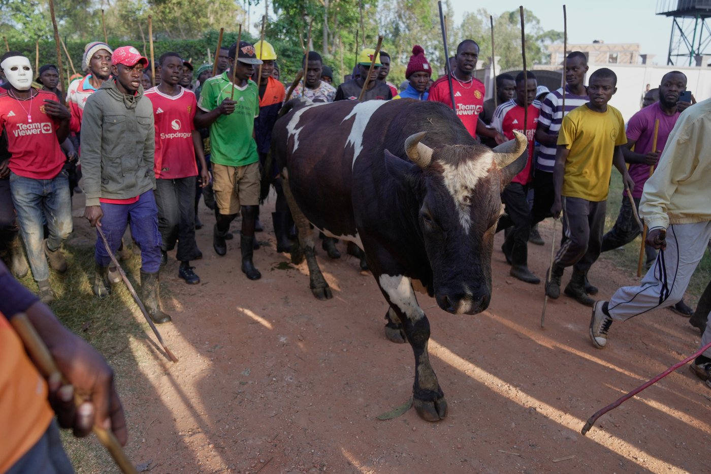 Photos show a bullfight in Kenya, where an ancient sport attracts modern-day bets | iNFOnews.ca