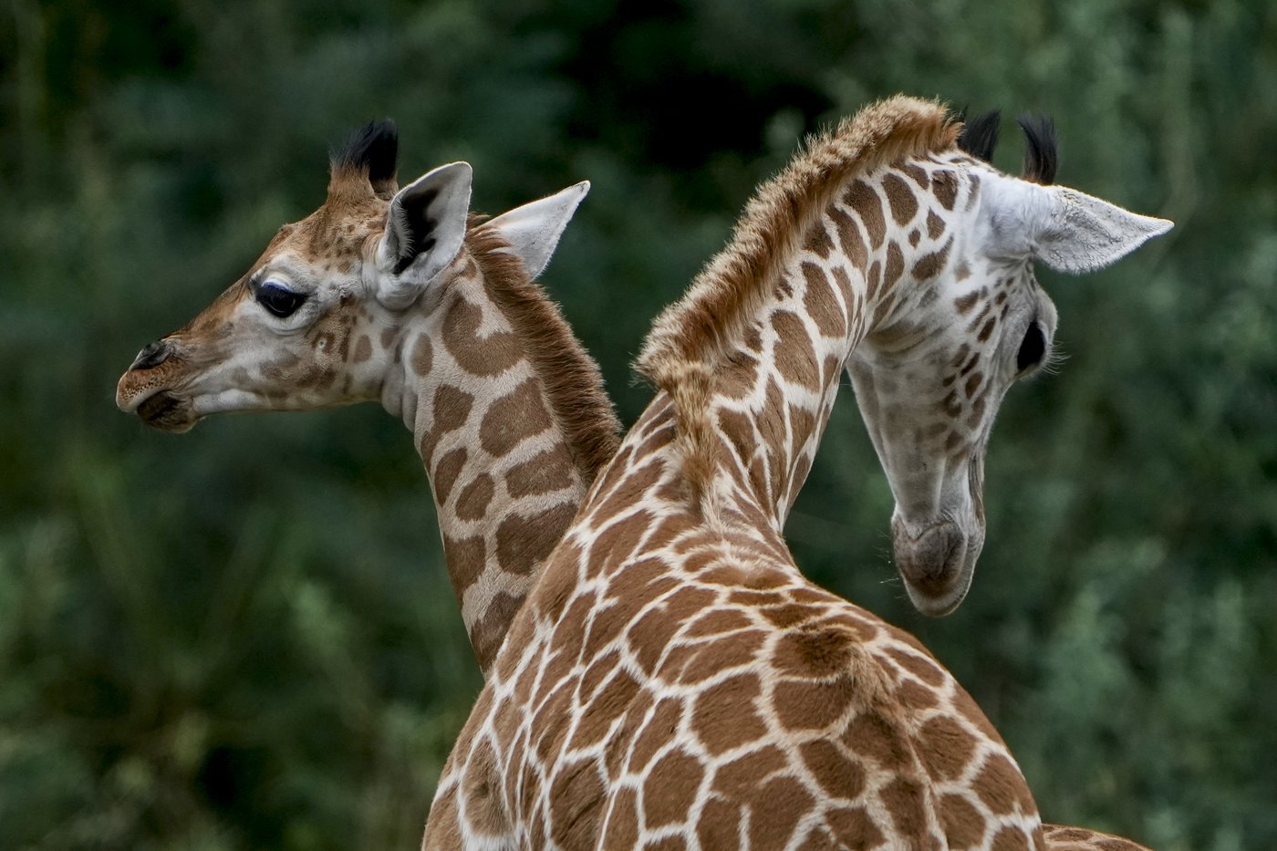'Beloved' eight-year-old giraffe Jenga dies at Greater Vancouver Zoo | iNFOnews.ca