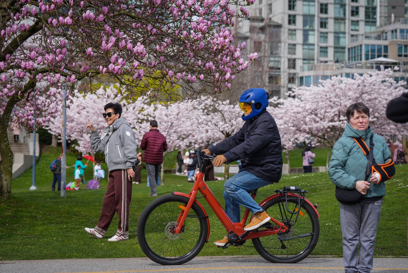 Photo Gallery: Vancouver's famous cherry blossoms out in full bloom | iNFOnews.ca