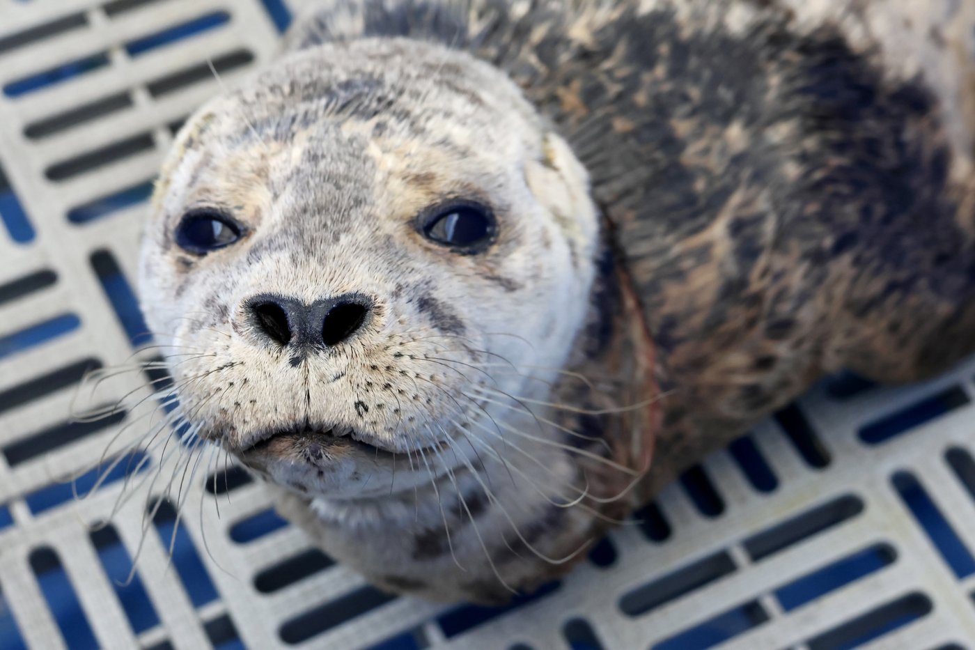 Annette, the harbour seal, rescued from netting around her neck in West Vancouver | iNFOnews.ca
