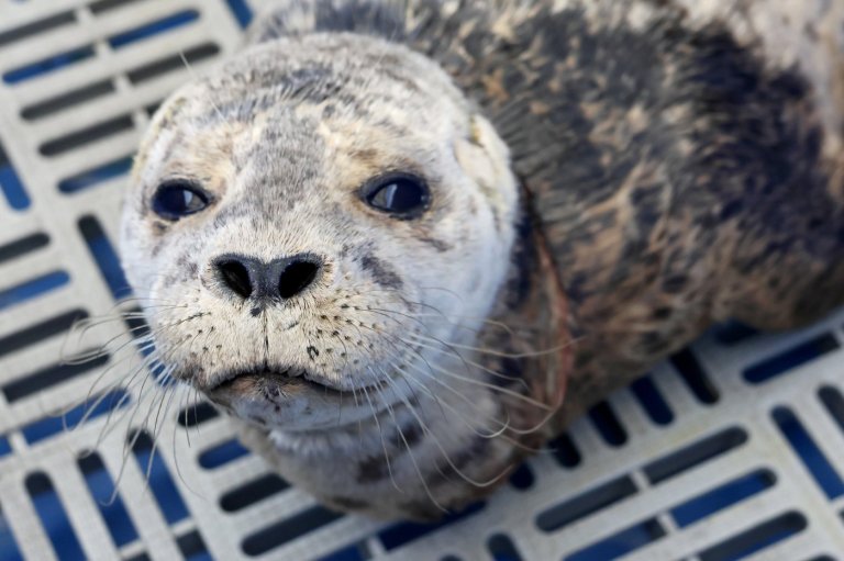 Annette, the harbour seal, rescued from netting around her neck in West Vancouver | iNFOnews.ca