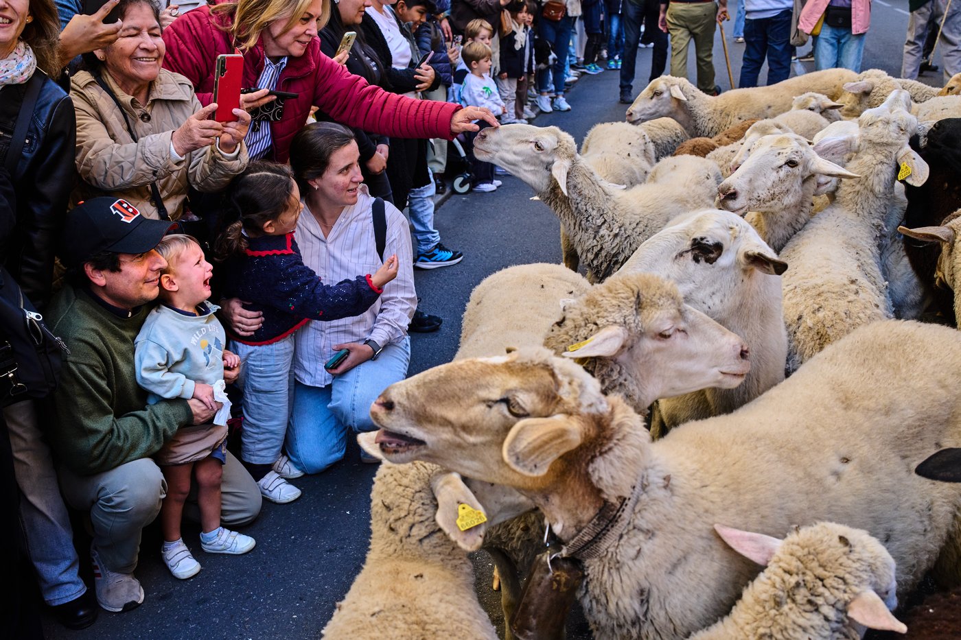 Madrid festival reroutes thousands of sheep to avoid housing protest camp | iNFOnews.ca