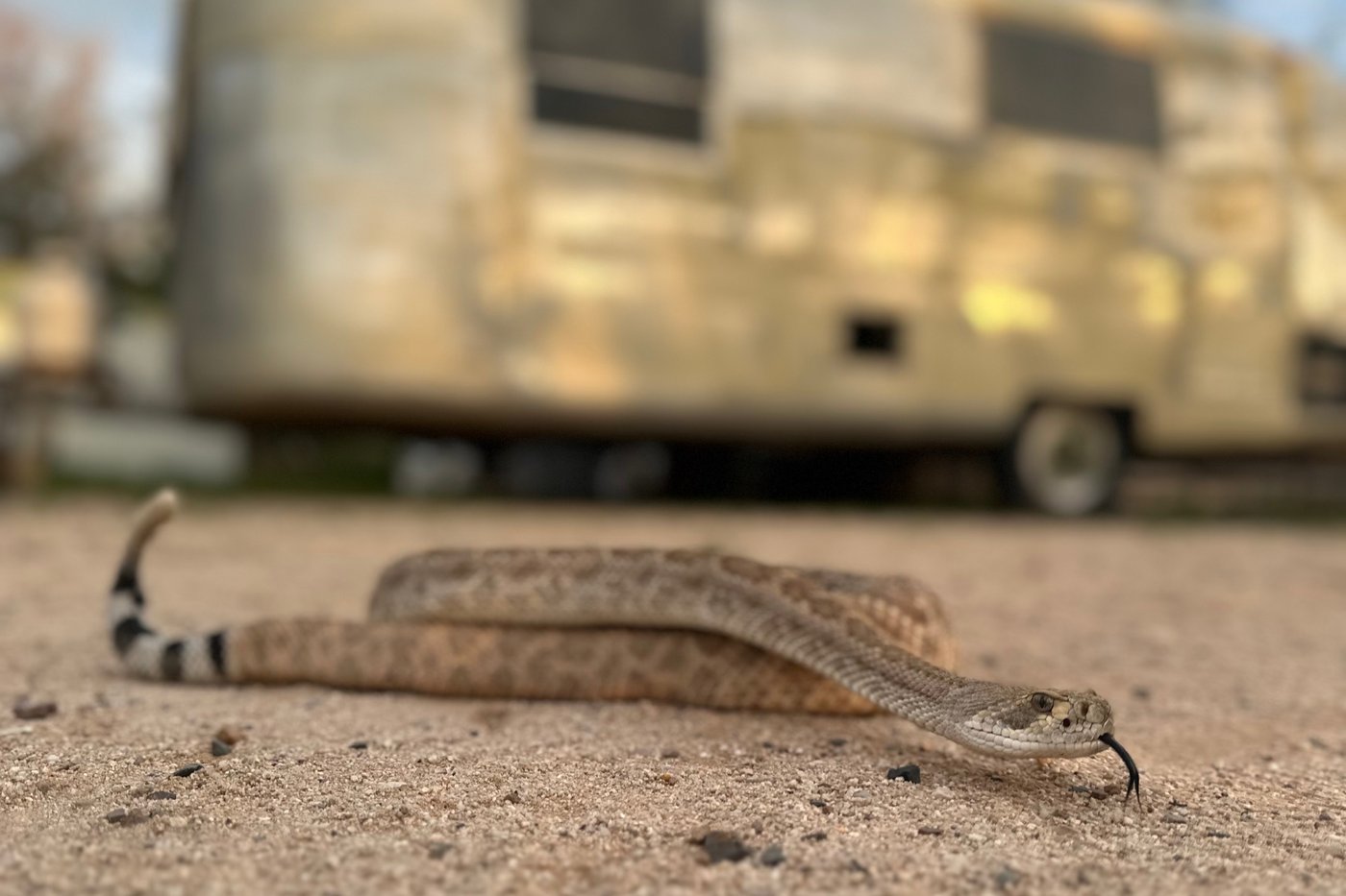 Leave it: Dog trainers help pets avoid poisonous snakes | iNFOnews.ca Leave it: Dog trainers help pets avoid poisonous snakes | iNFOnews.ca