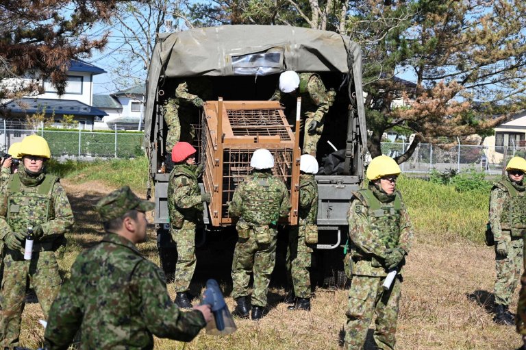 Japan sends troops to northern region to help stop bear attacks after a record number of casualties | iNFOnews.ca