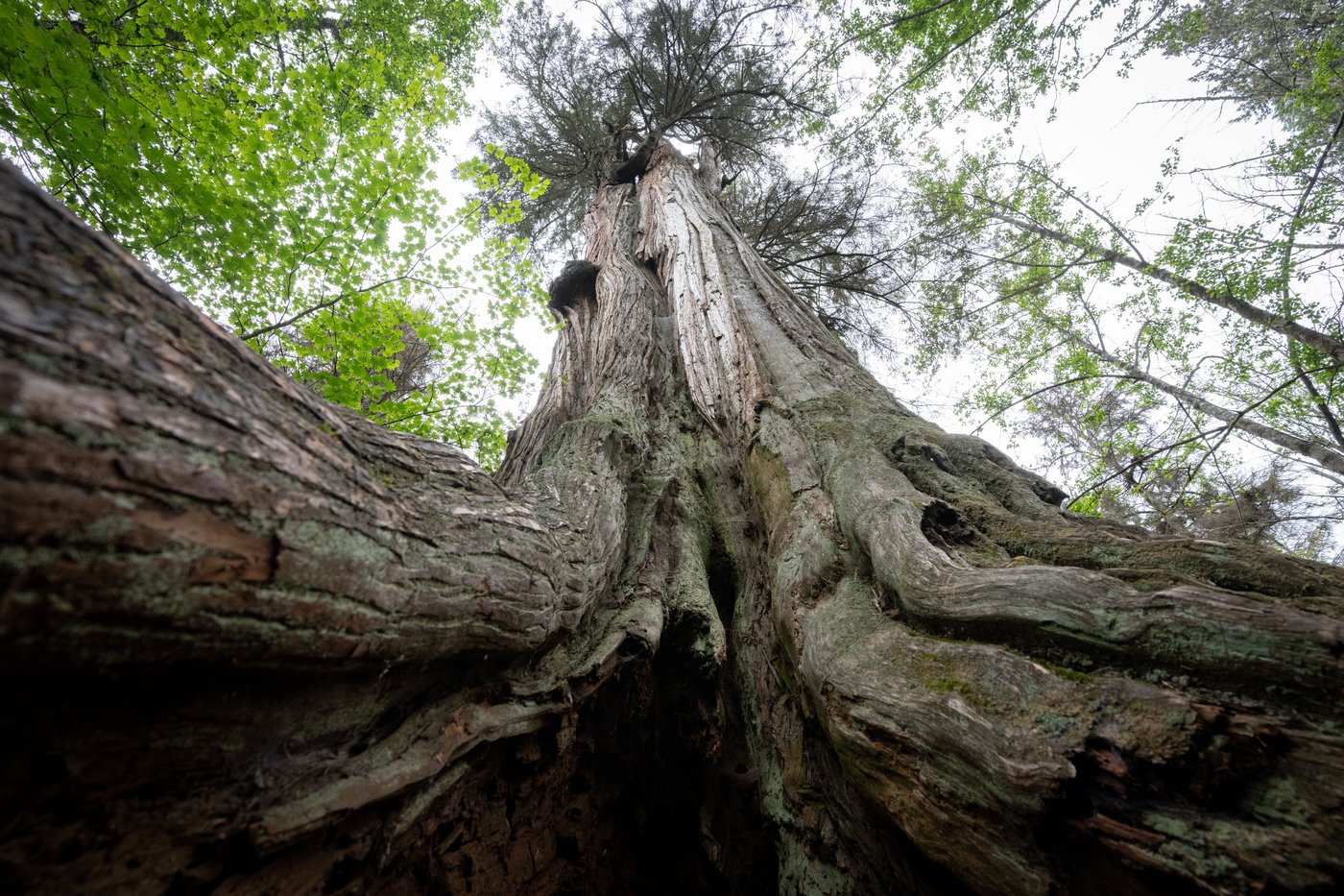 B.C. appointed them to map old-growth. Now they say province is failing to save it | iNFOnews.ca B.C. appointed them to map old-growth. Now they say province is failing to save it | iNFOnews.ca