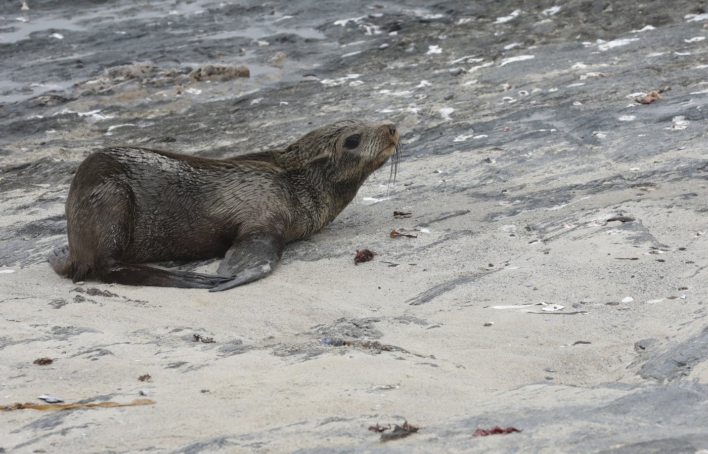 Scientists in South Africa say they have identified the first known outbreak of rabies in seals | iNFOnews.ca Scientists in South Africa say they have identified the first known outbreak of rabies in seals | iNFOnews.ca