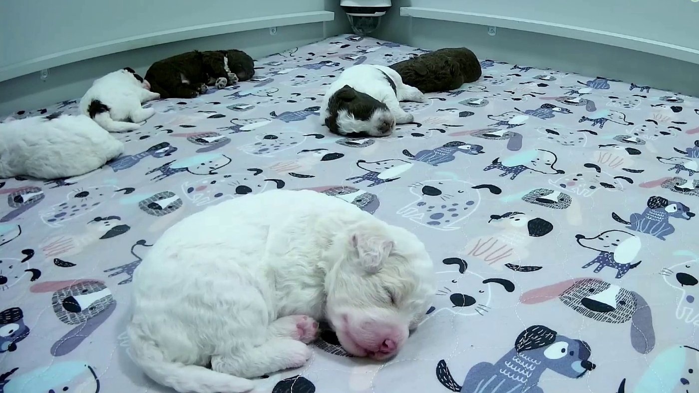 Need a smile? This livestream features 6 puppies all day long | iNFOnews.ca