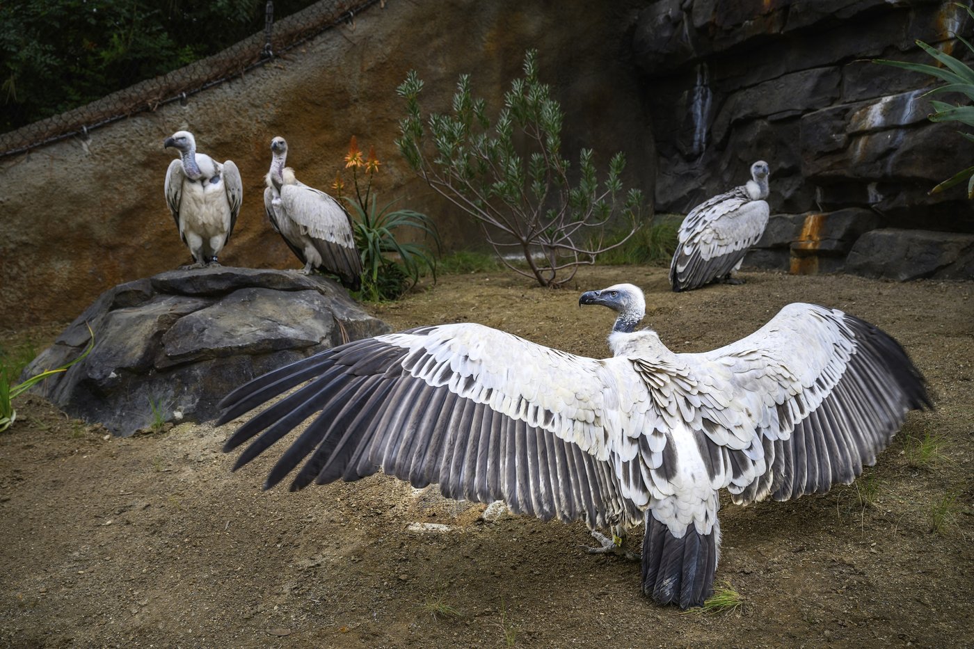 Cape vultures are swooping into a new exhibit at the Los Angeles Zoo | iNFOnews.ca